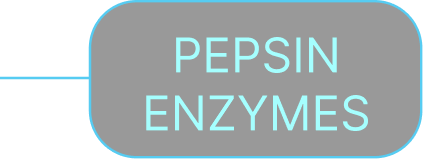 Pepsin Enzymes